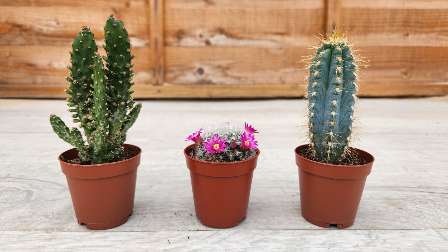 5.5cm Blue Alpaca Pot with Cactus