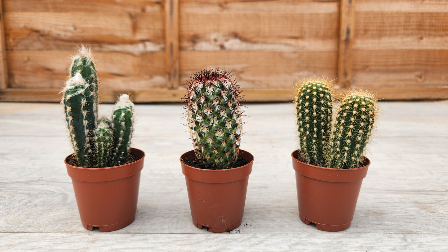5.5cm Egg Cup Face 'HeHe' Blue Pot with Drop-In Cactus