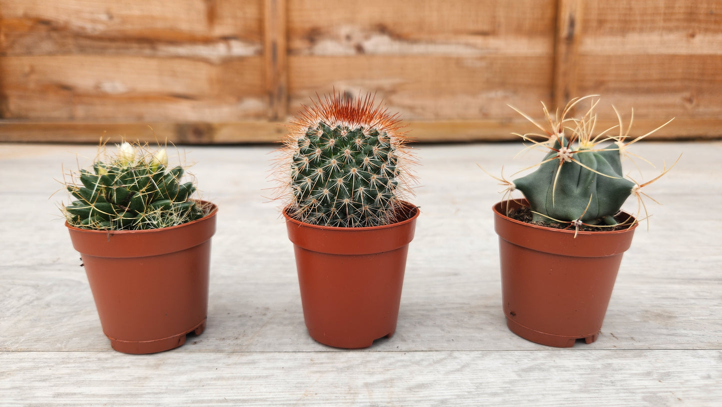 5.5cm Egg Cup Face 'HeHe' Blue Pot with Drop-In Cactus