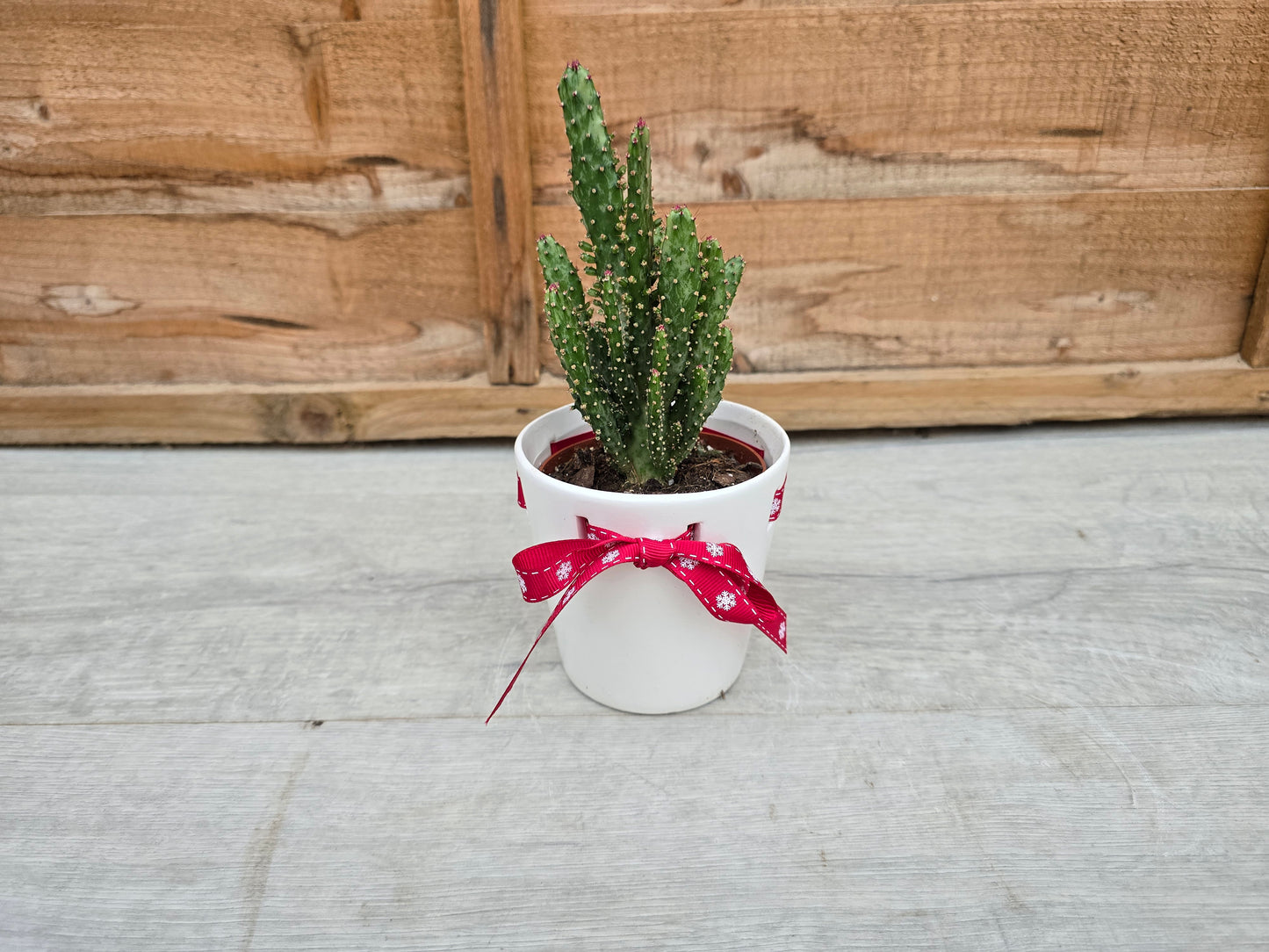 8.5cm Christmas Ribbon Pot