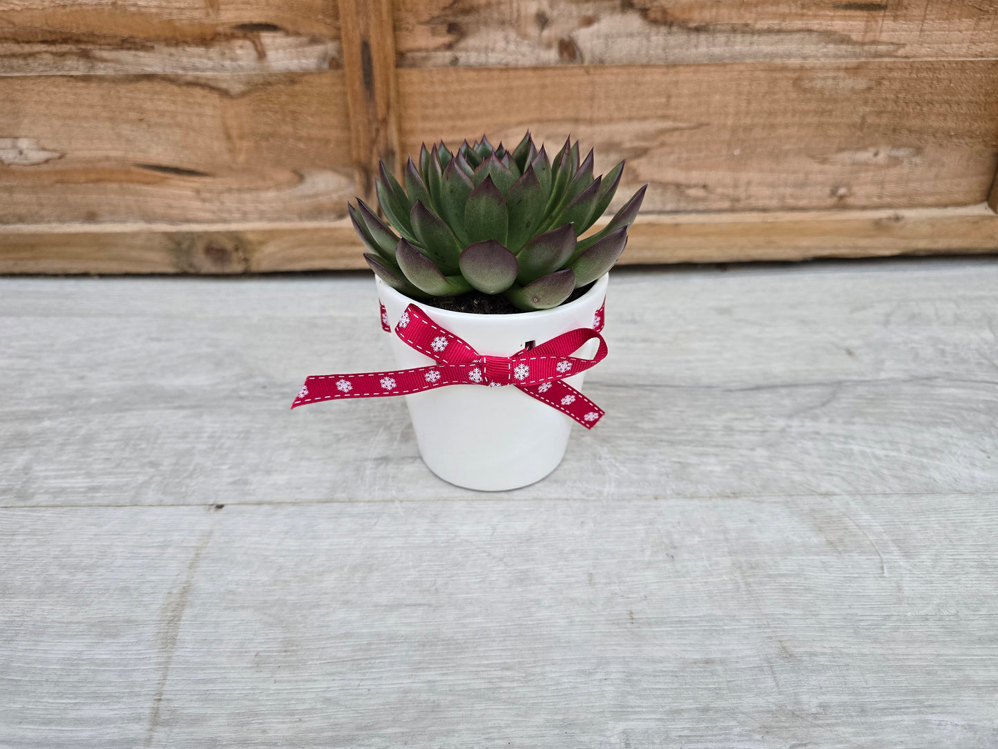 8.5cm Christmas Ribbon Pot