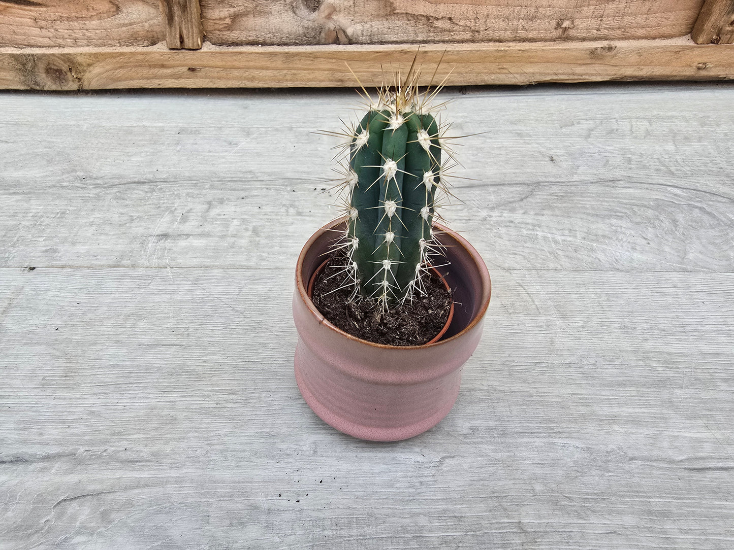 5.5cm Pastel Pink Decorative Pot