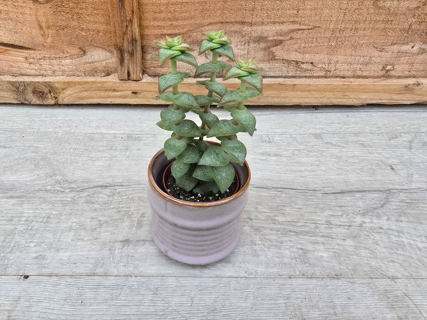 5.5cm Pastel Lavender Decorative Pot