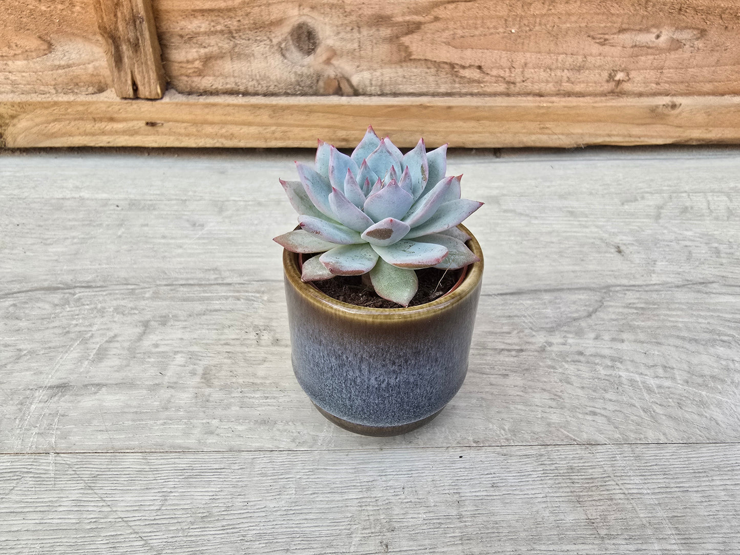 5.5cm Suez Thunder Blue Pot with Succulent