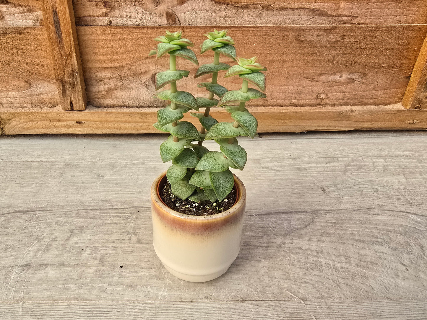 5.5cm Suez Cappuccino Pot with Succulent
