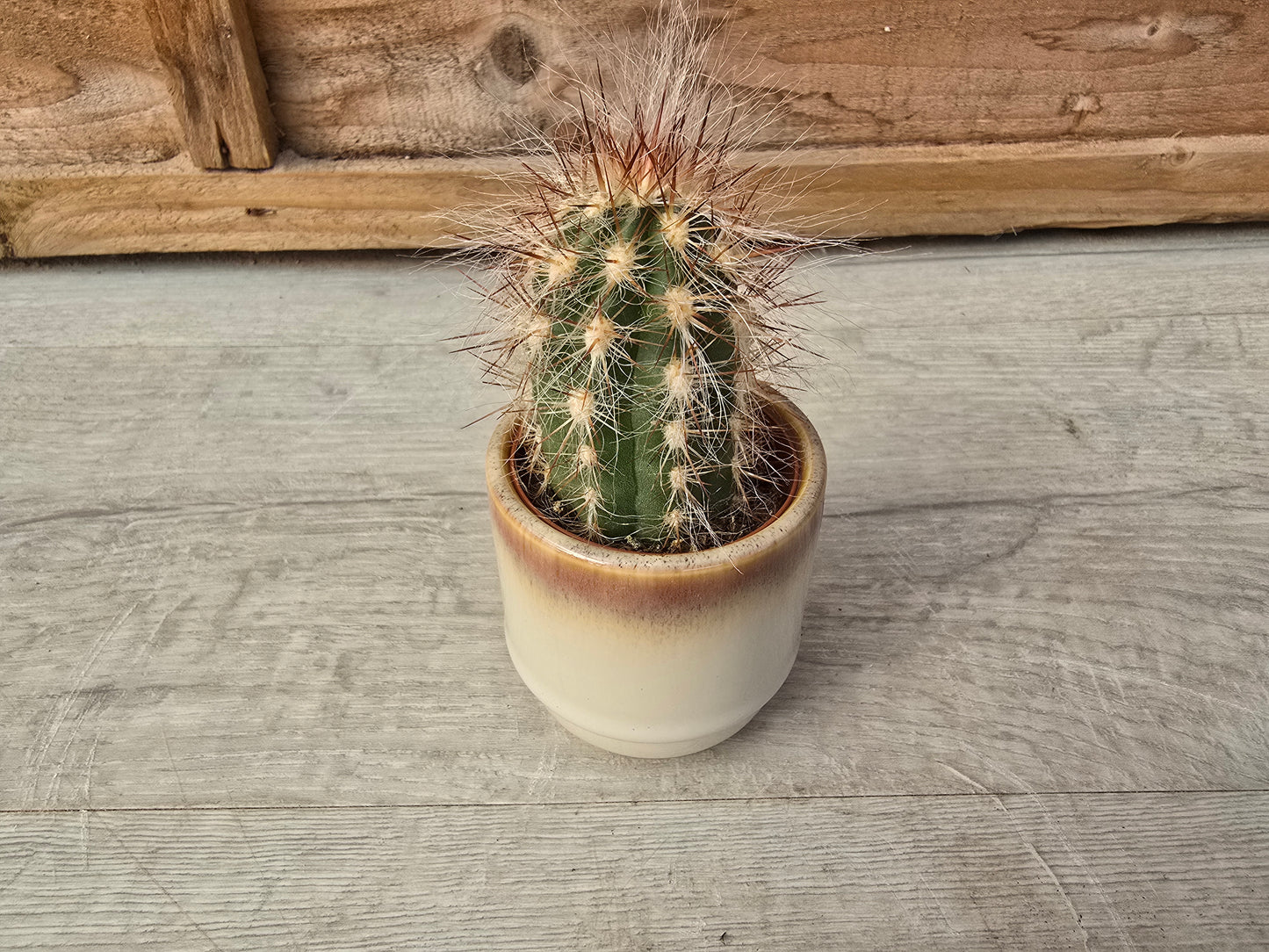 5.5cm Suez Cappuccino Pot with Cactus