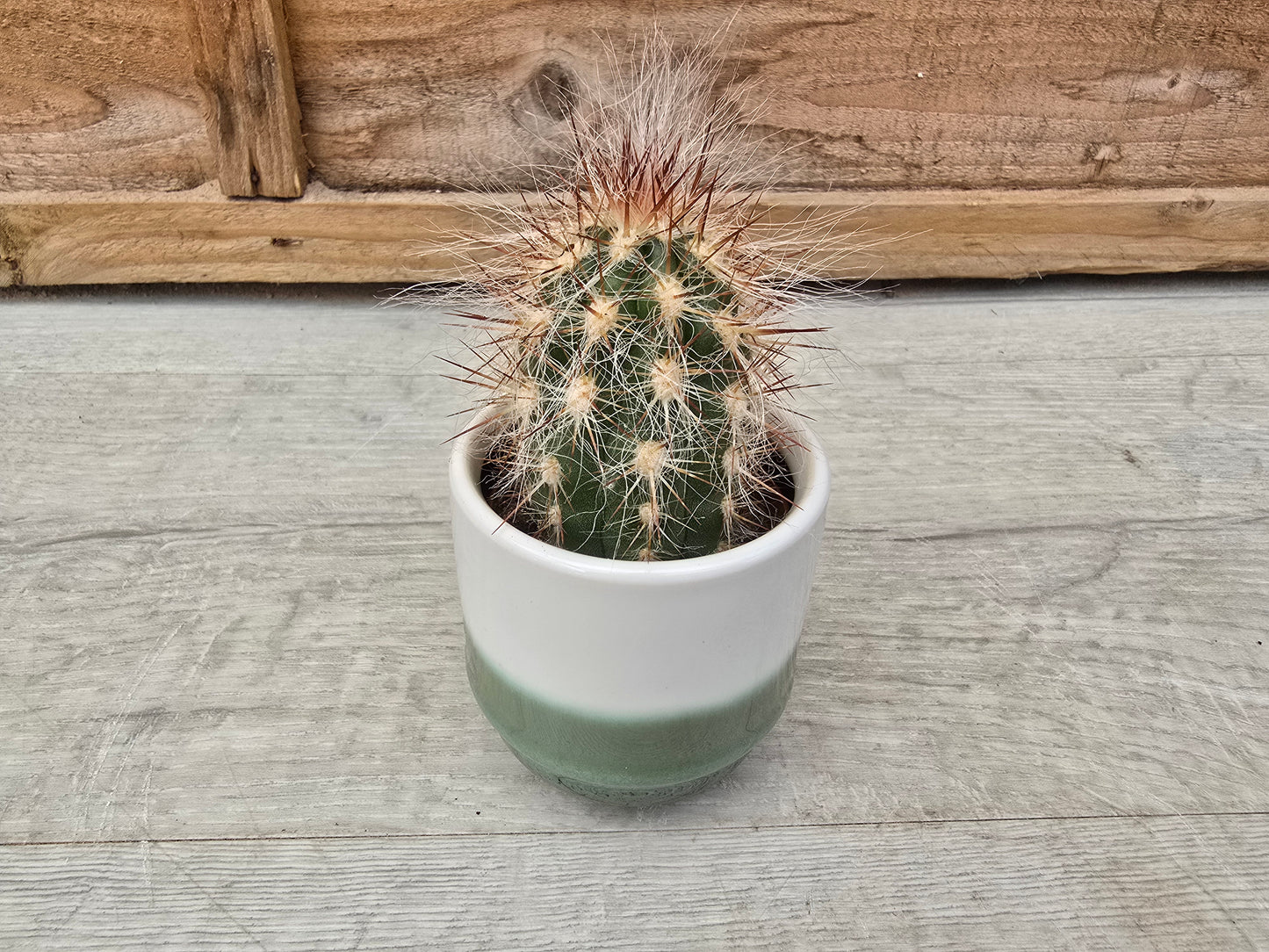 5.5cm Suez Misty Sea Pot with Cactus