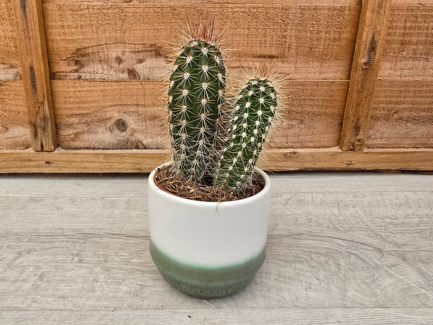 8.5cm Misty Sea Suez Decorative Pot with Drop-In Cactus
