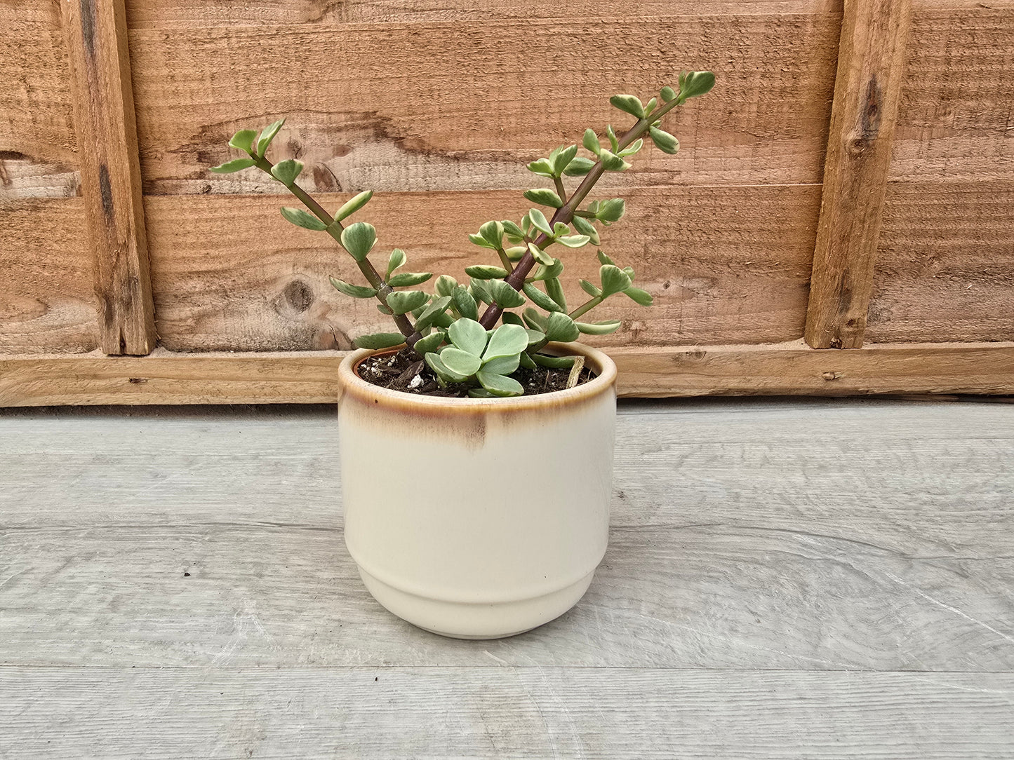 8.5cm Cappuccino Suez Decorative Pot with Drop-In Succulent