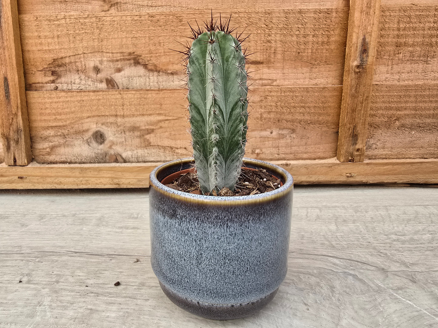 8.5cm Thunder Blue Suez Decorative Pot with Drop-In Cactus