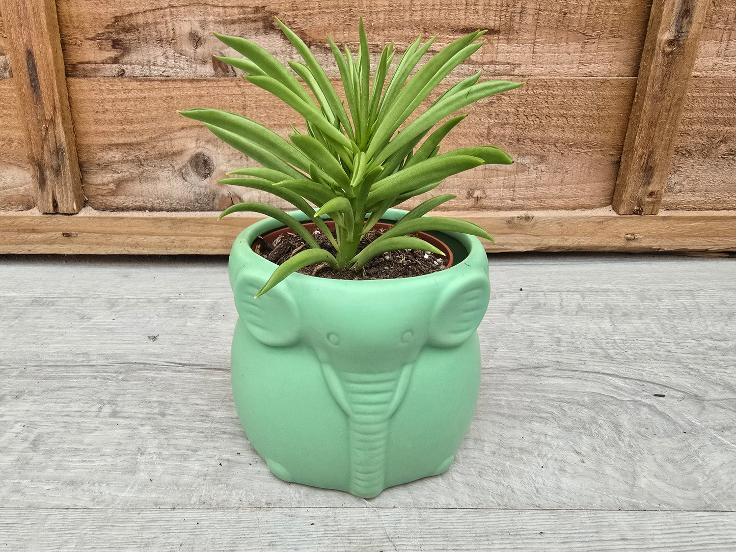 8.5cm Grassland Green Elephant Pot with Drop-In Succulent