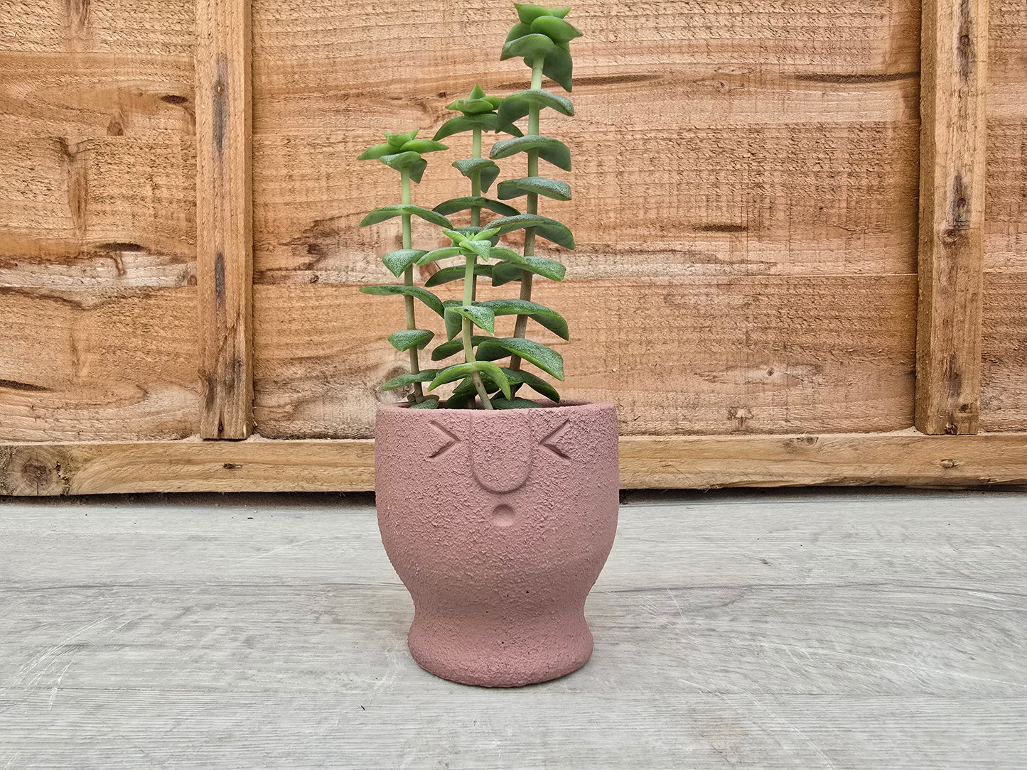 5.5cm Egg Cup Face 'Oooh' Sandy Pink Pot with Drop-In Succulent
