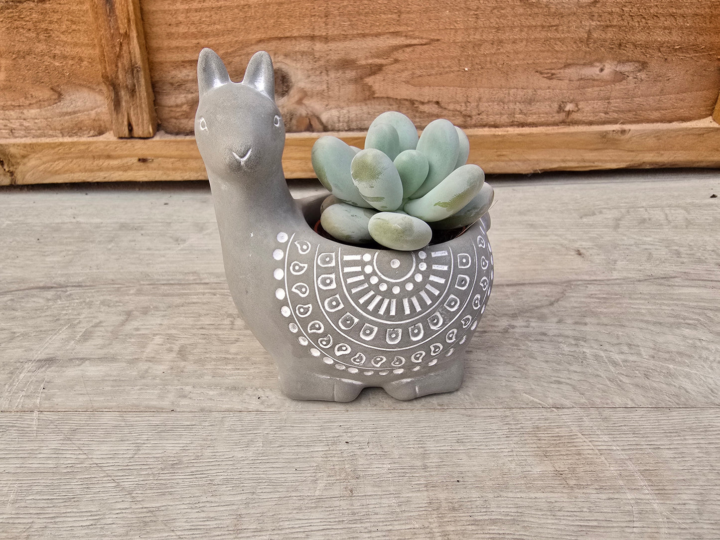 5.5cm Alpaca Grey Decorative Pot