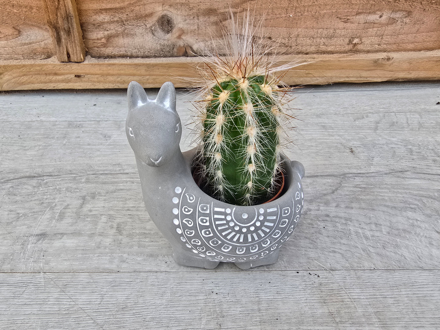 5.5cm Alpaca Grey Decorative Pot