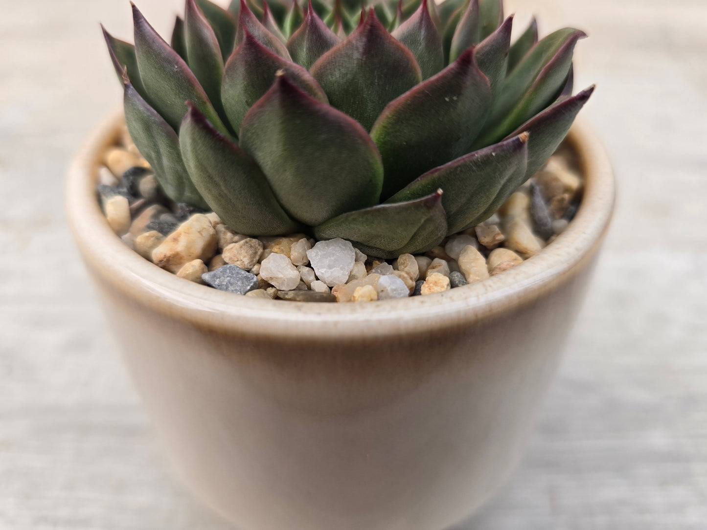 Cactus Top Dressing Natural - 800g