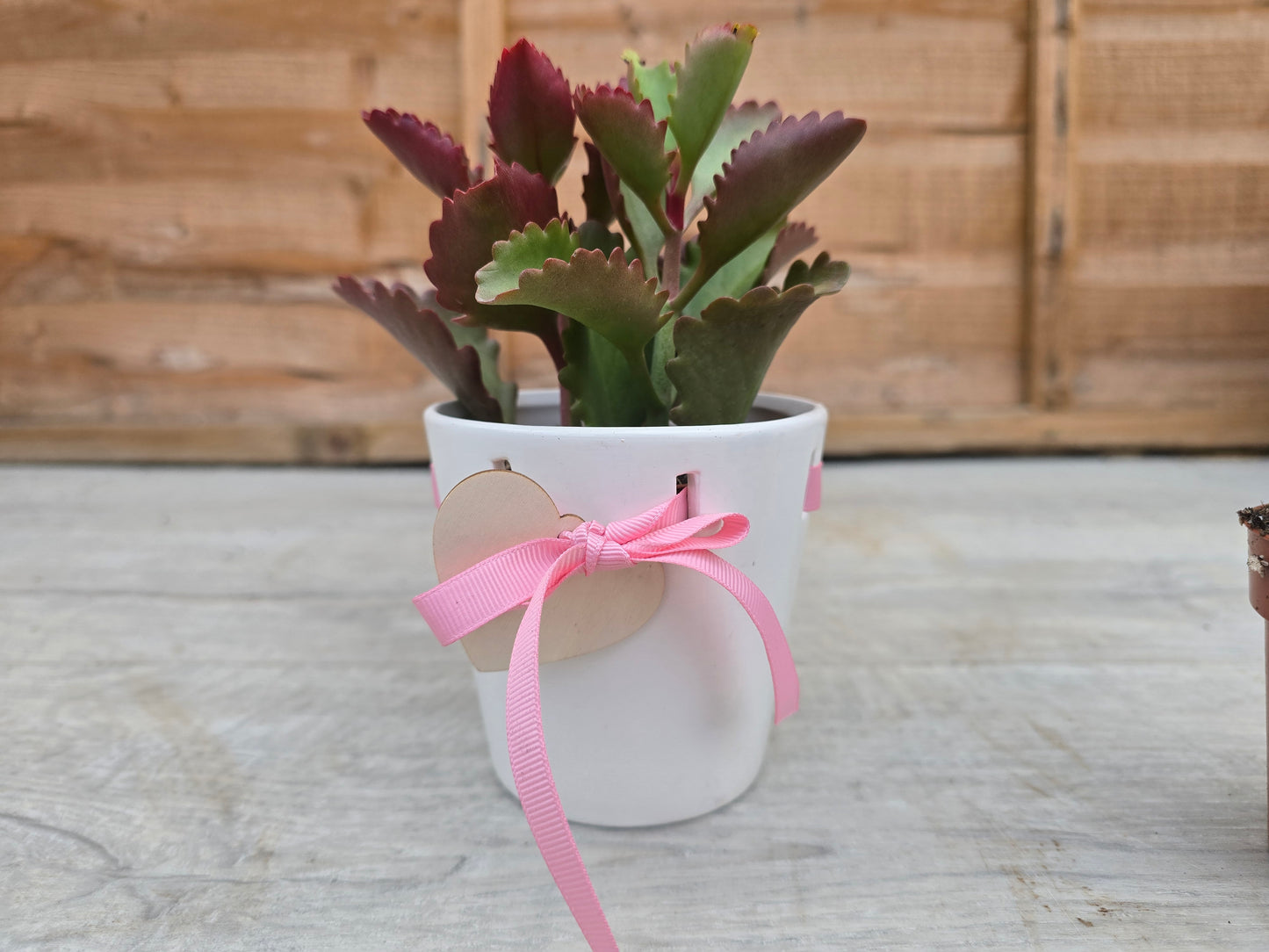 8.5cm Pink Ribbon Pot