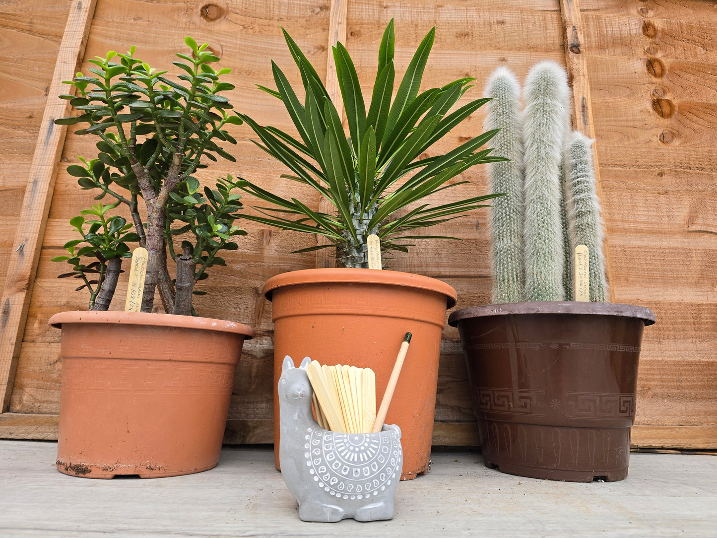 Approx. 20 Untreated Bamboo Plant Labels