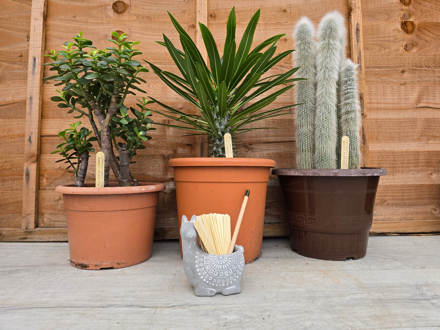 Approx. 20 Untreated Bamboo Plant Labels