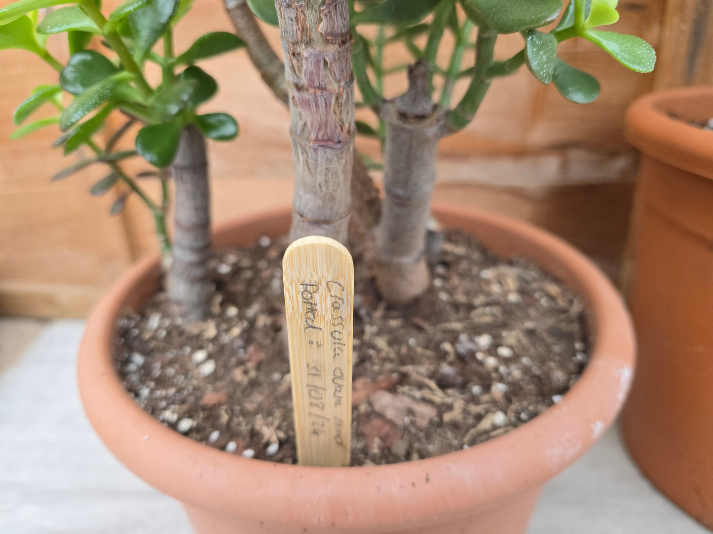 Approx. 20 Untreated Bamboo Plant Labels