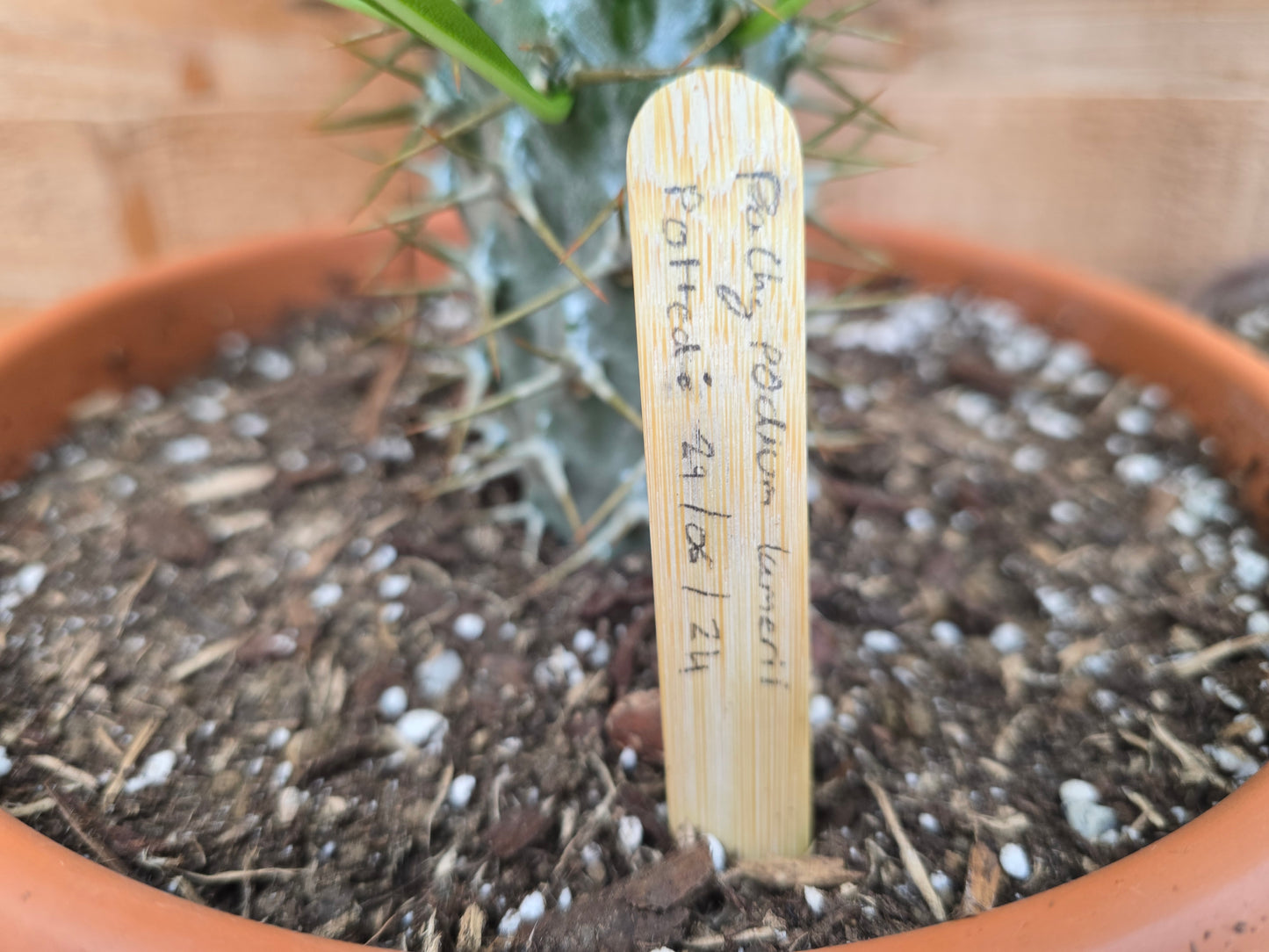 Approx. 20 Untreated Bamboo Plant Labels