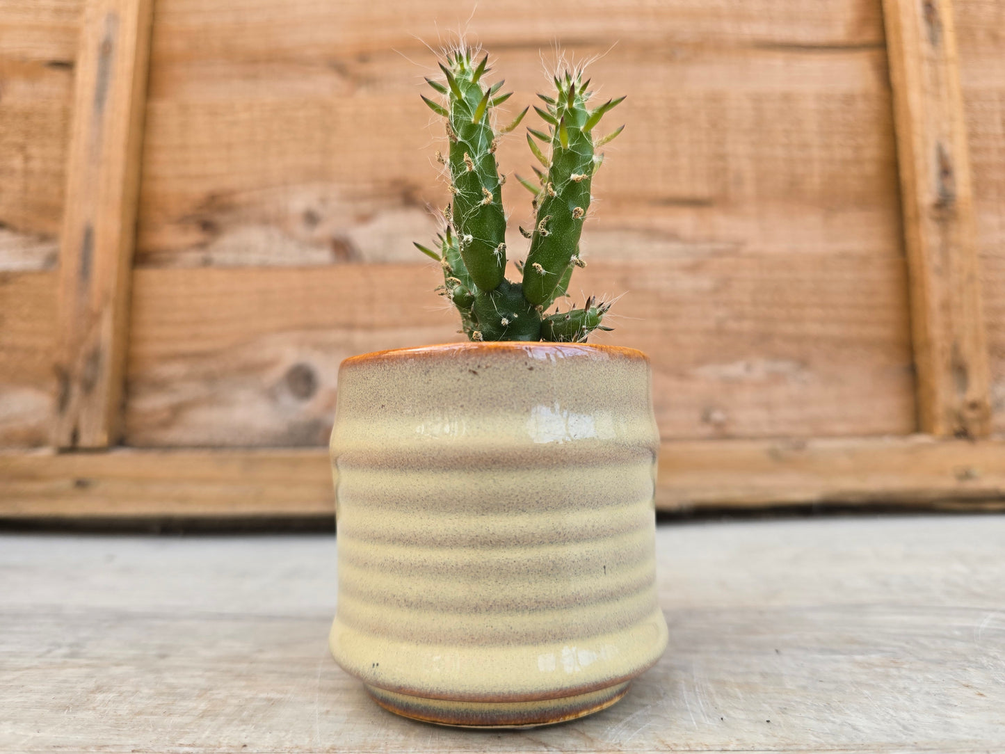 5.5cm Cream Pastel Pot with Cactus