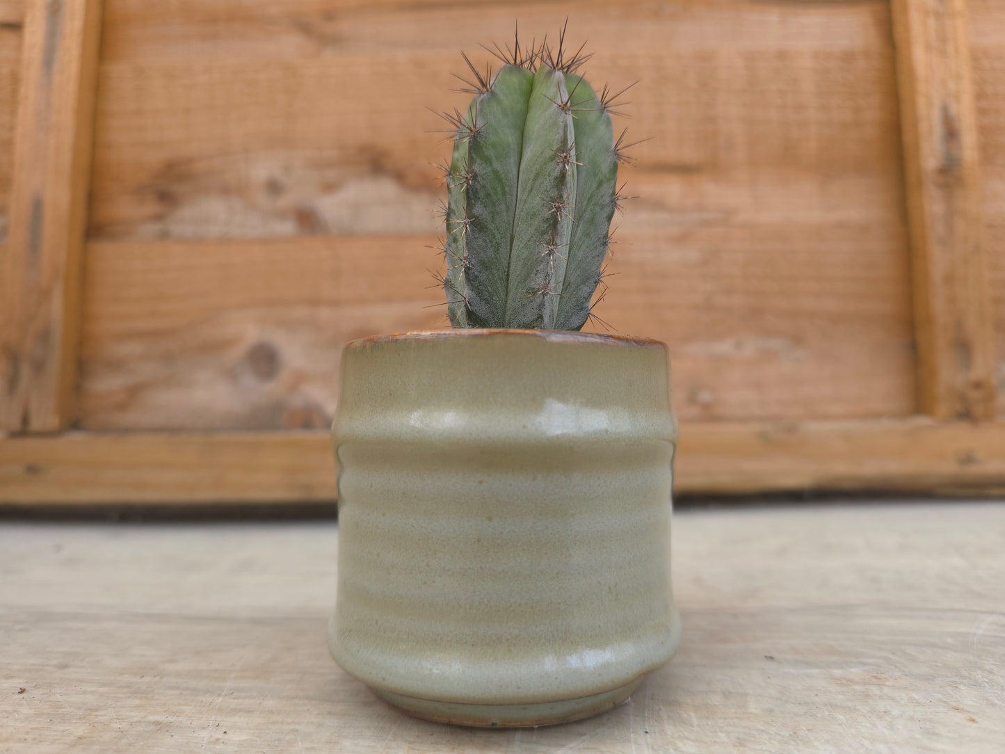 5.5cm Greige Pastel Pot with Cactus