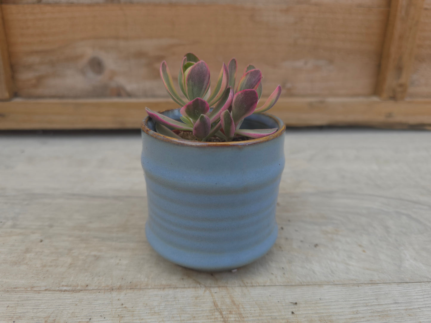 5.5cm Blue Pastel Pot with Succulent