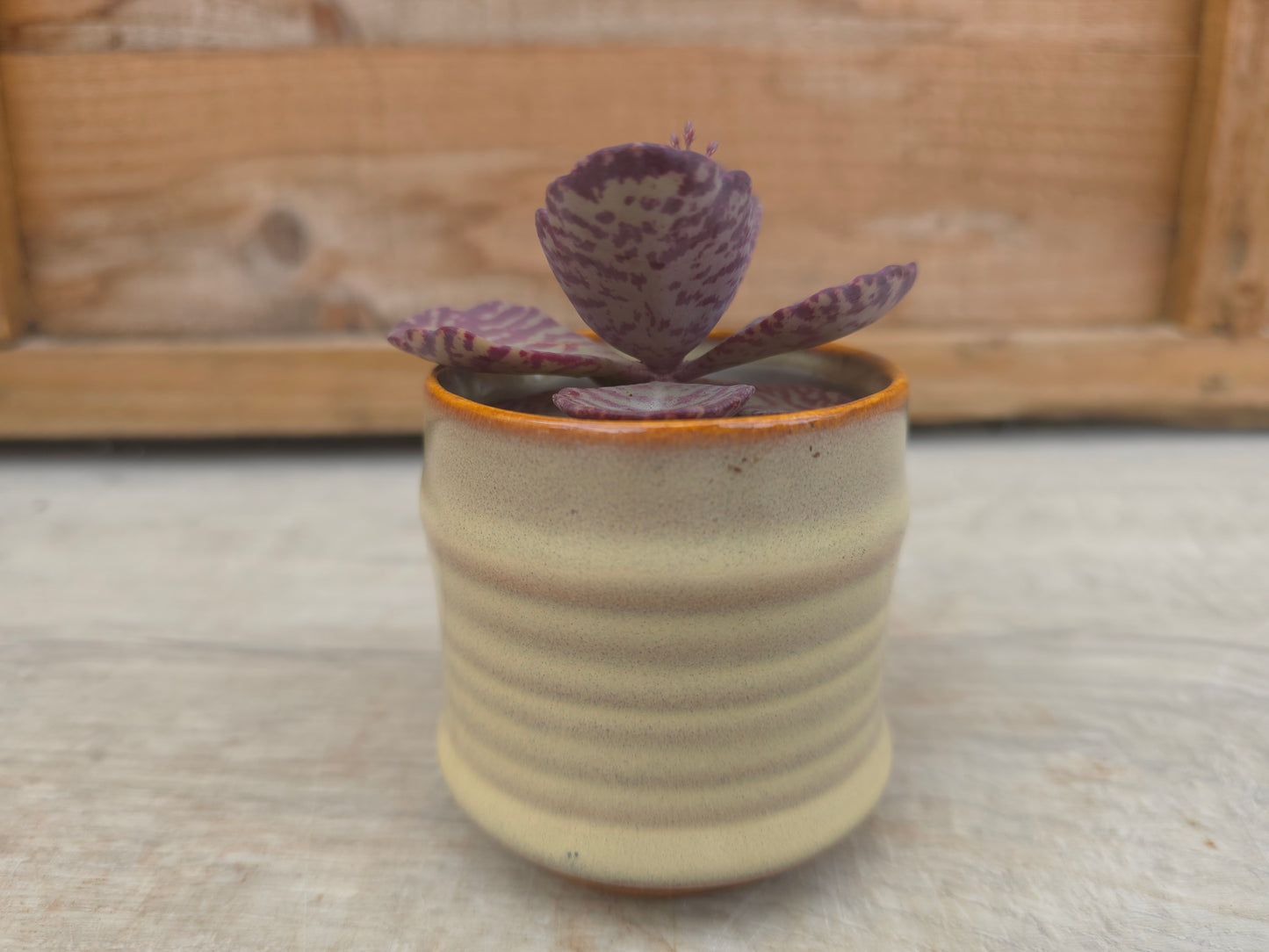 5.5cm Cream Pastel Pot with Succulent