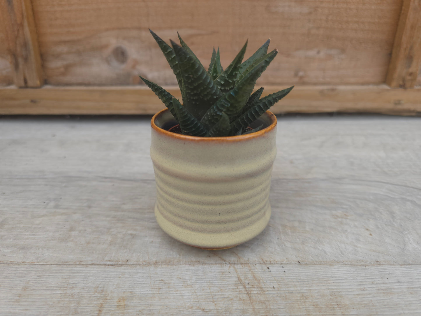 5.5cm Cream Pastel Pot with Succulent