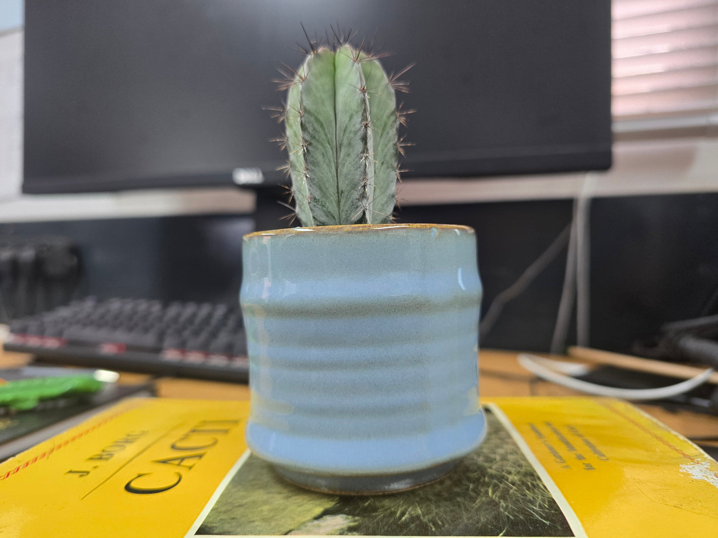 5.5cm Blue Pastel Pot with Succulent