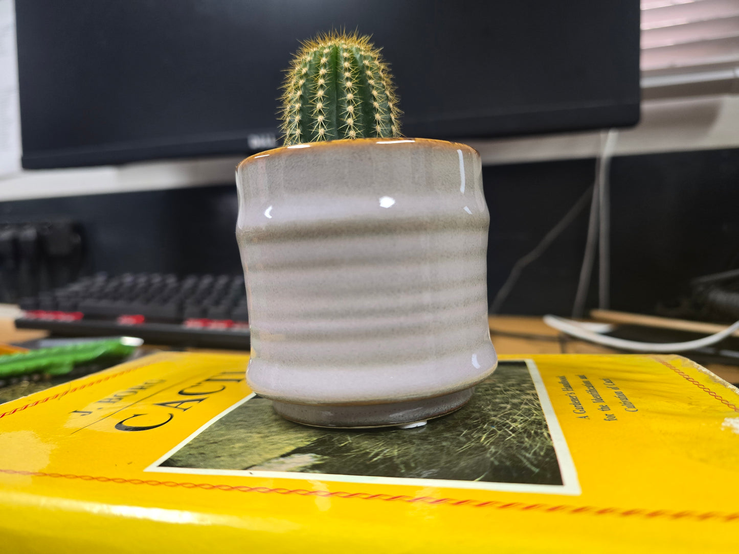5.5cm Lavender Pastel Pot with Cactus