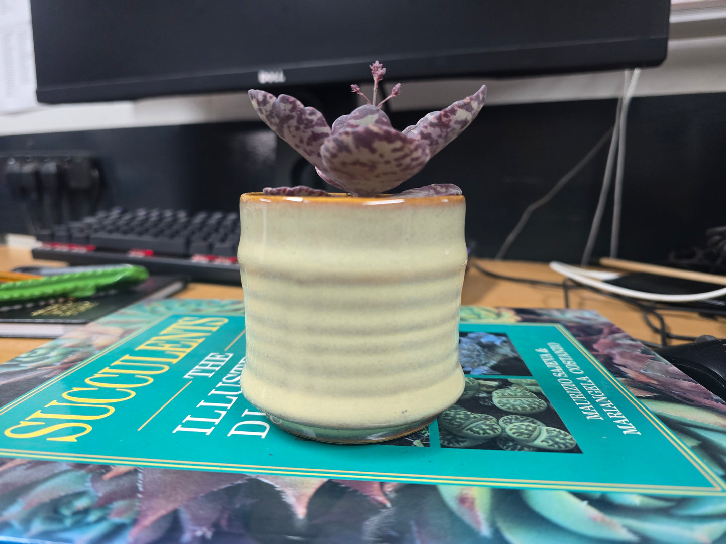 5.5cm Cream Pastel Pot with Succulent
