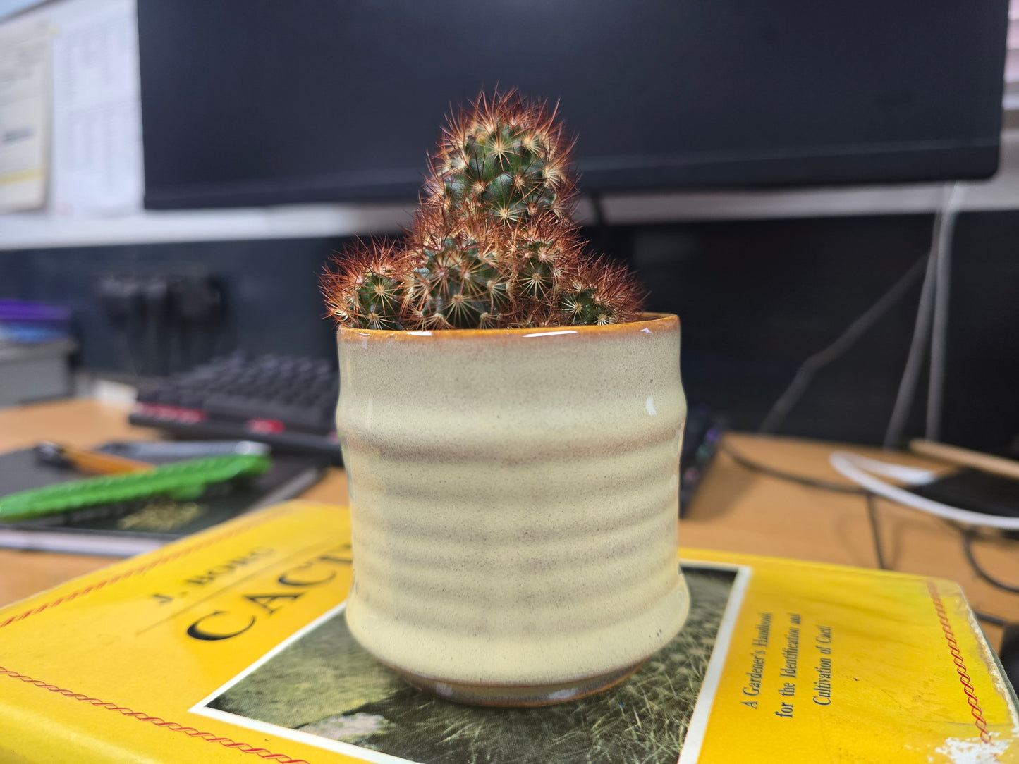 5.5cm Cream Pastel Pot with Cactus