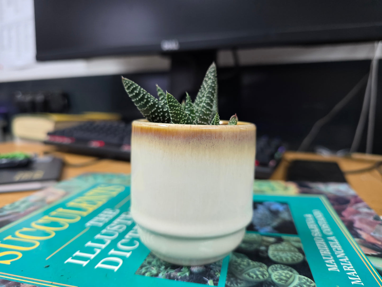 5.5cm Suez Cappuccino Pot with Succulent