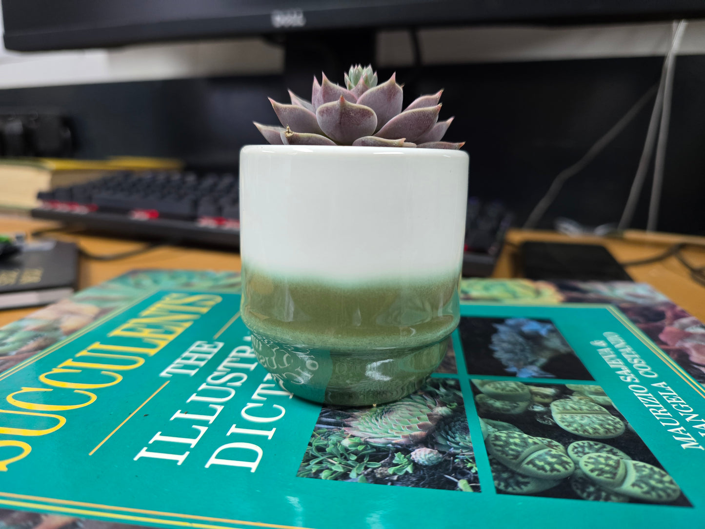 5.5cm Suez Misty Sea Pot with Succulent