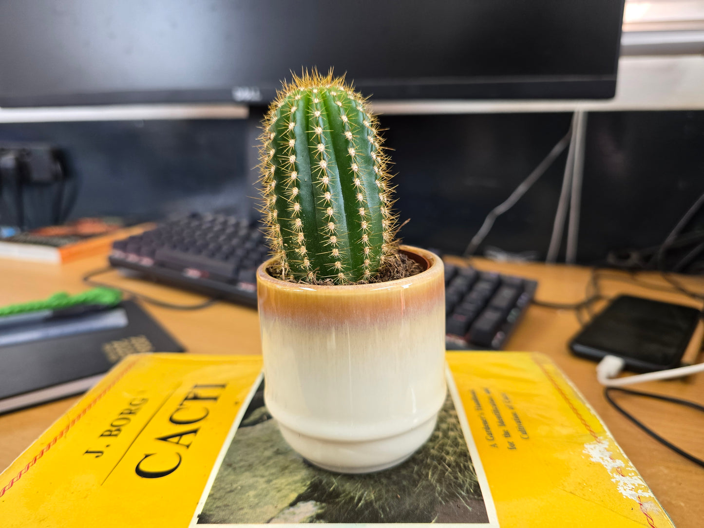 5.5cm Suez Cappuccino Pot with Cactus