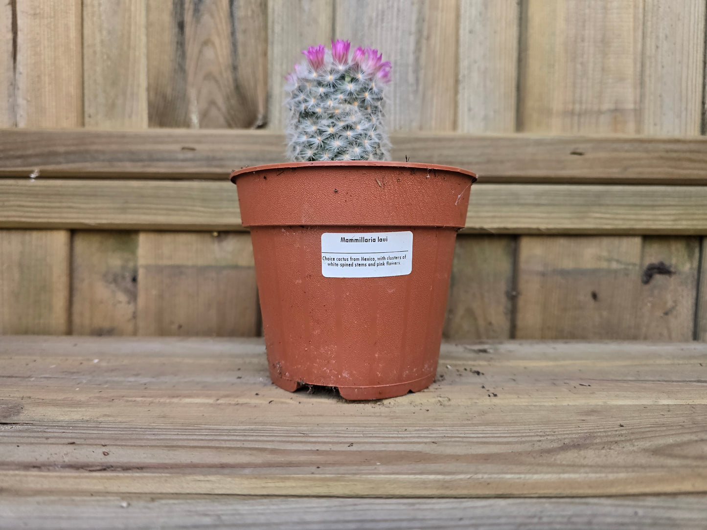 Individual 12cm Cactus - For Your Home or Office