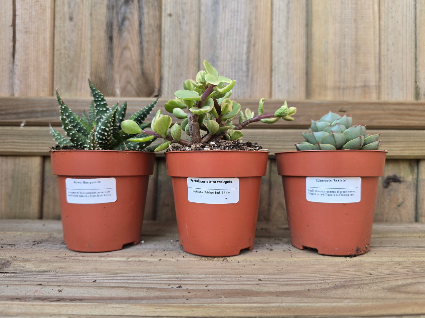 8.5cm Sea Blue Zamora Face Pot with Drop-In Succulent