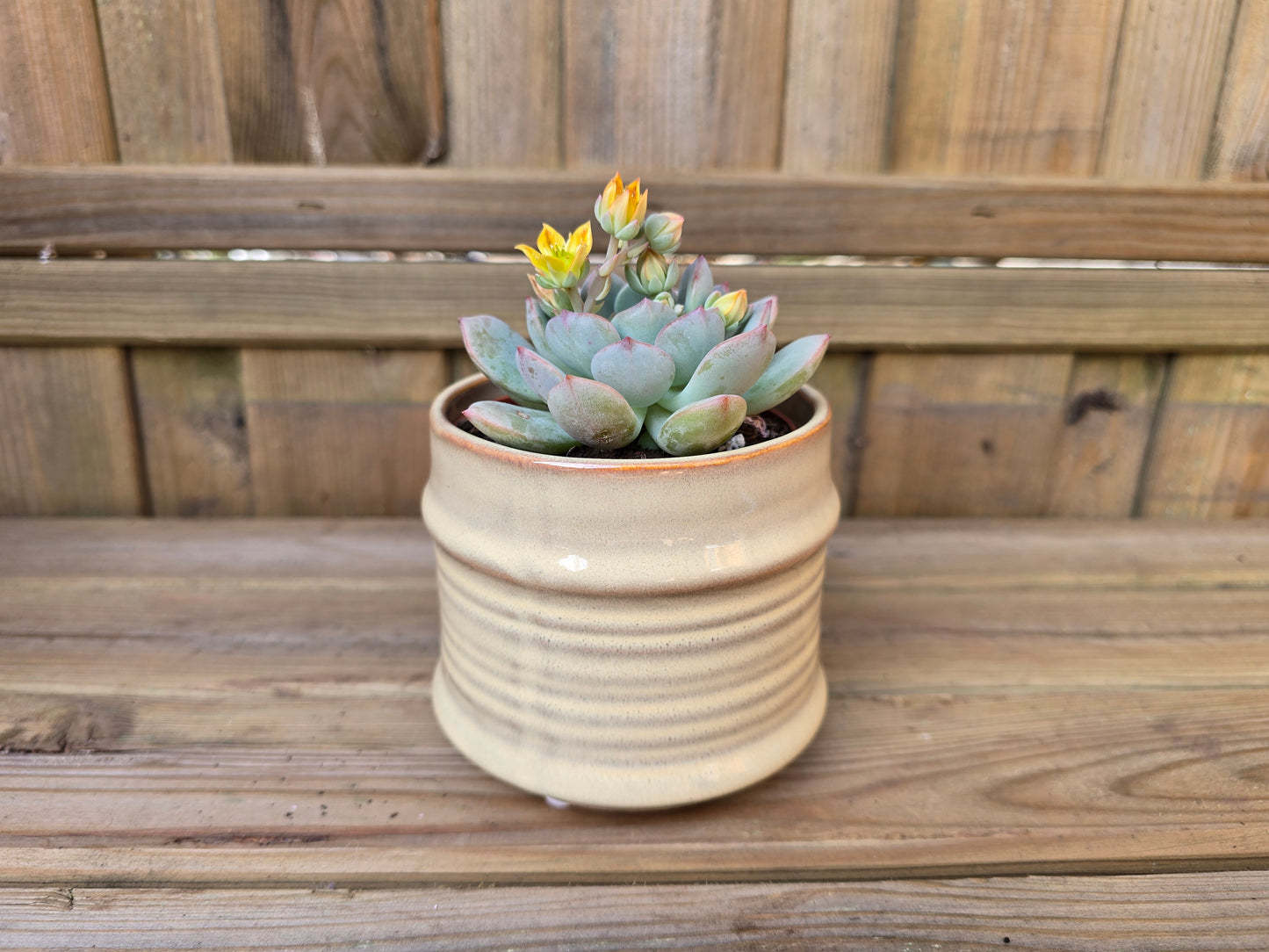 8.5cm Cream Pastel Pot with Drop-In Succulent