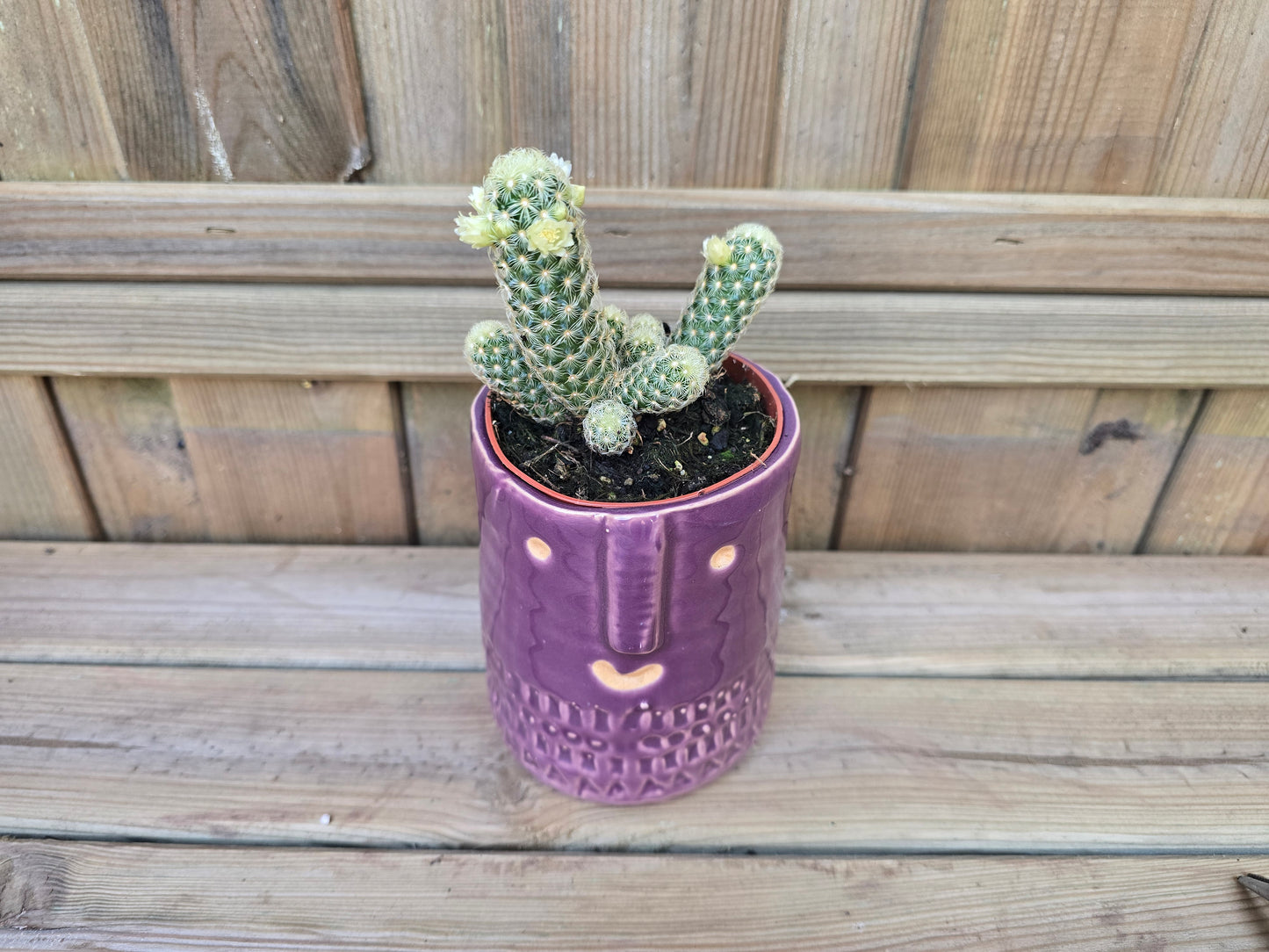 8.5cm Purple Zamora Face Pot with Drop-In Cactus
