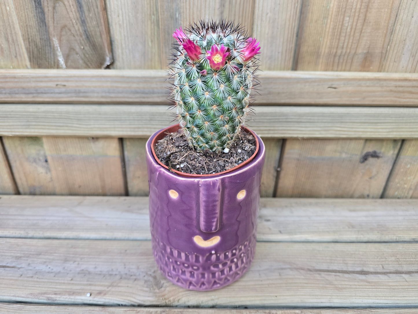 8.5cm Purple Zamora Face Pot with Drop-In Cactus