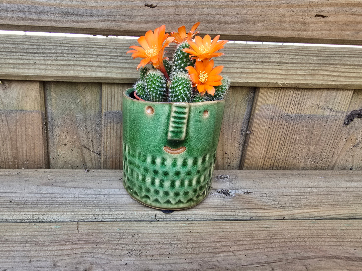 5.5cm Zamora Green with Drop-in Cactus