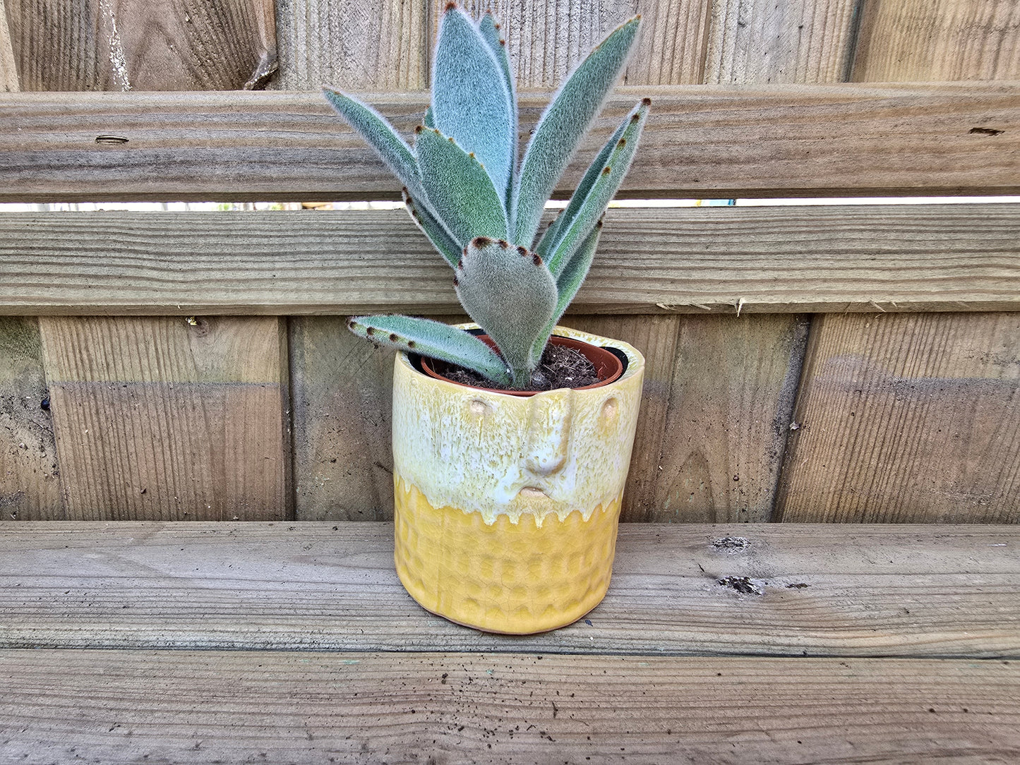 5.5cm Zamora Yellow with Drop-in Succulent