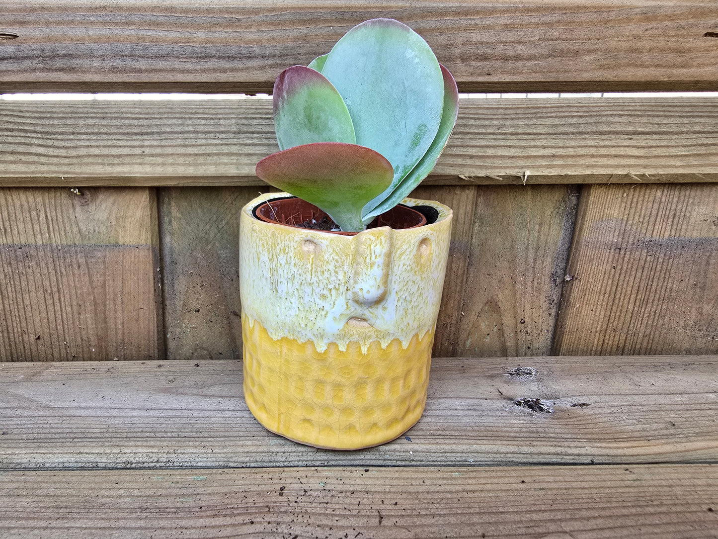 5.5cm Zamora Yellow with Drop-in Succulent