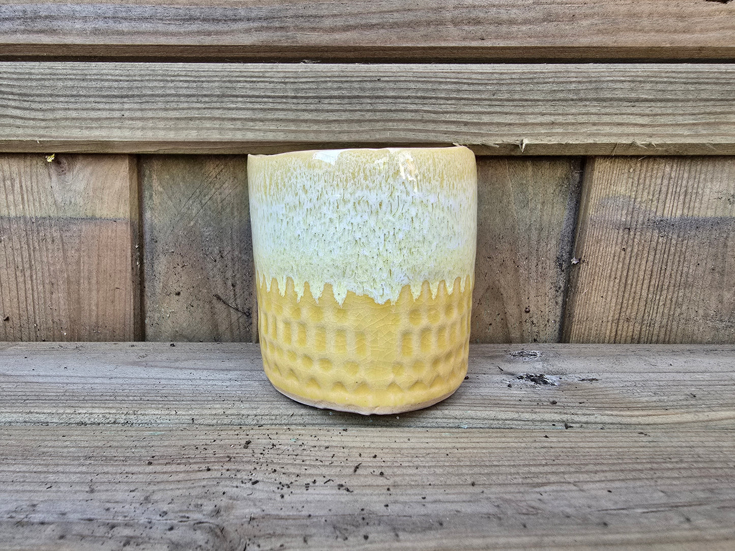 5.5cm Zamora Yellow with Drop-in Succulent
