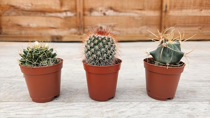 5.5cm Cacti Round Mix of 3