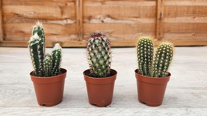 5.5cm Cacti Columnar Mix of 3