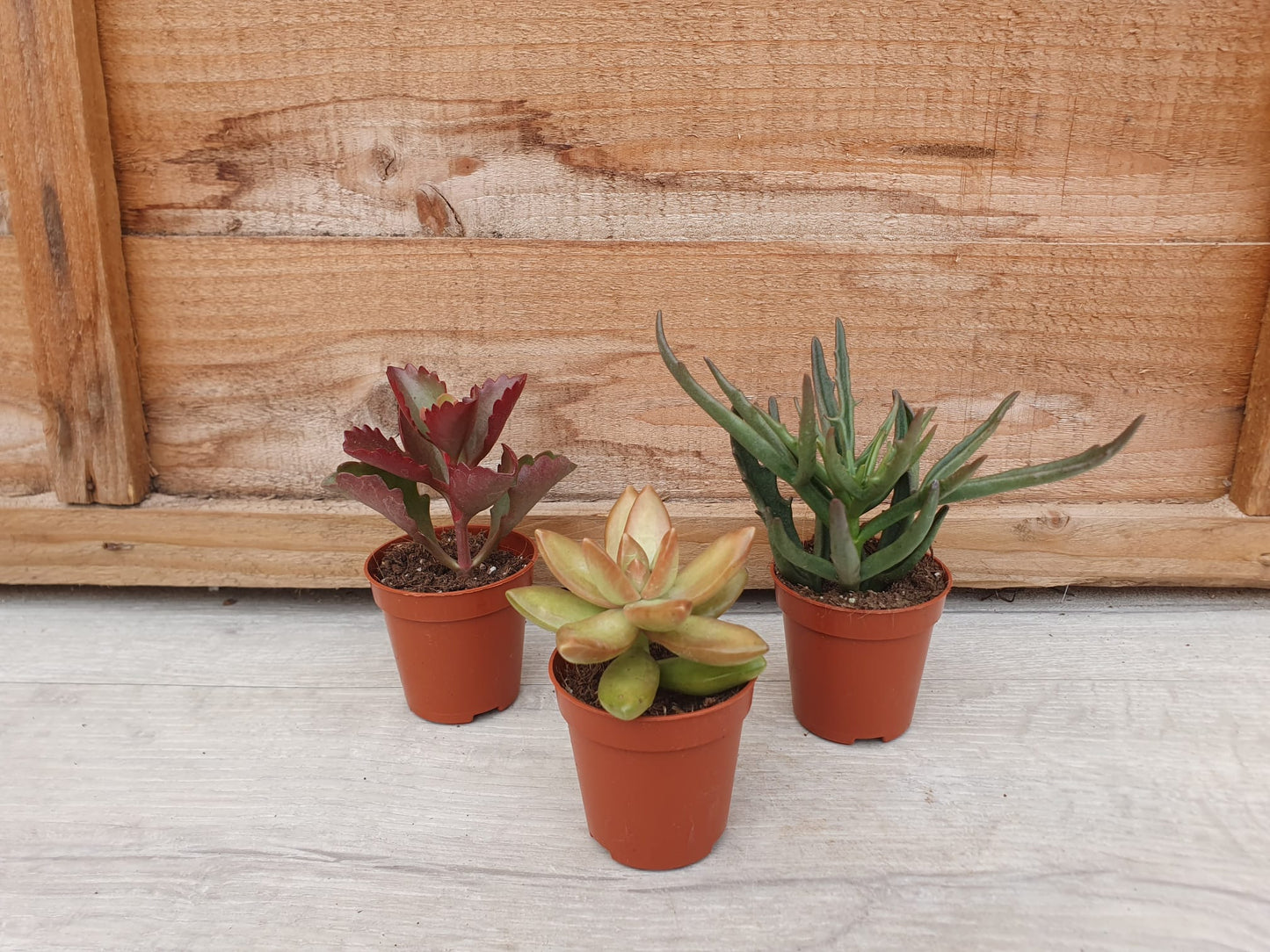 5.5cm Succulent Stalky Mix of 3