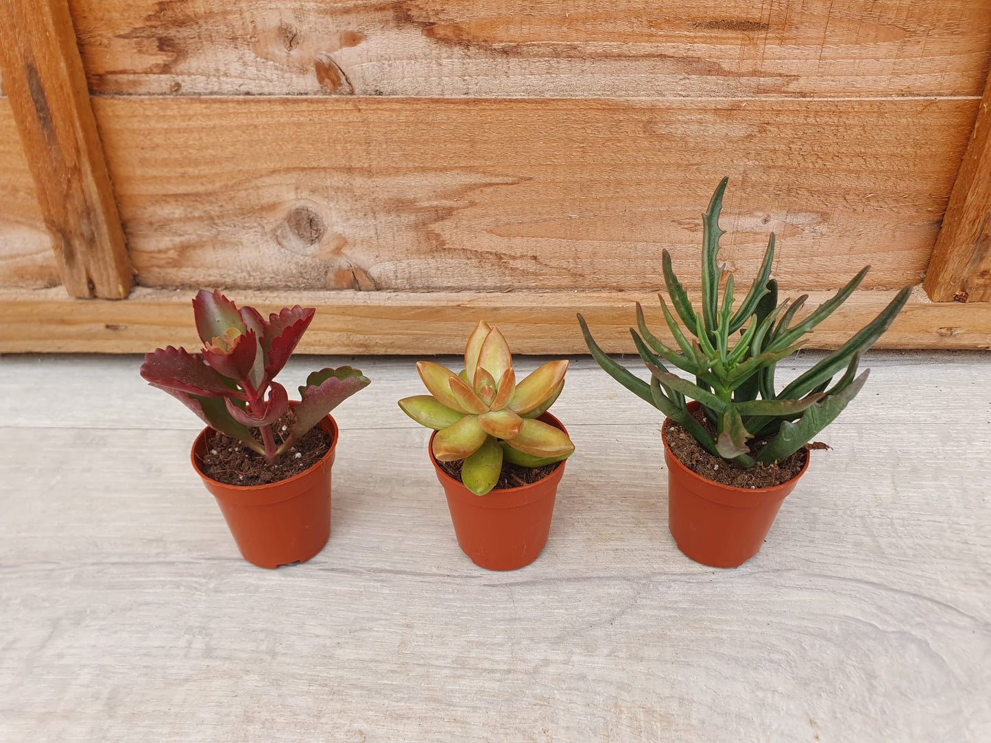 5.5cm Blue Alpaca Pot with Succulent