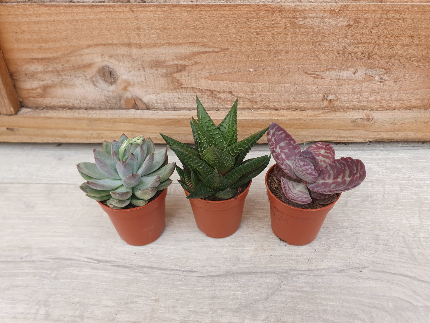 5.5cm Suez Cappuccino Pot with Succulent